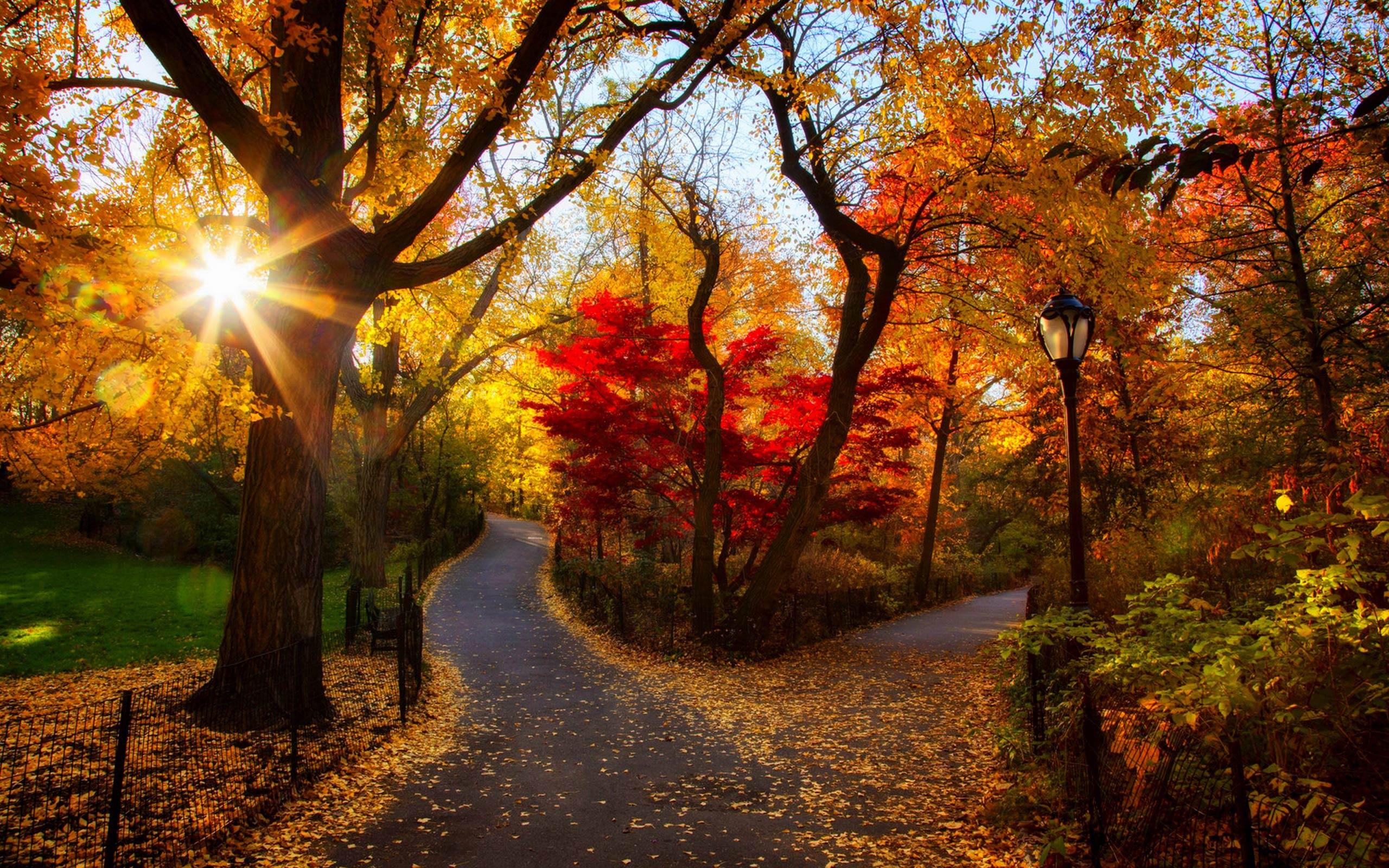 Осень лес парк фонарь листья загрузить