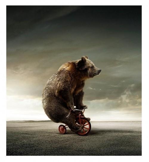 По арене мишки бодро ездят...