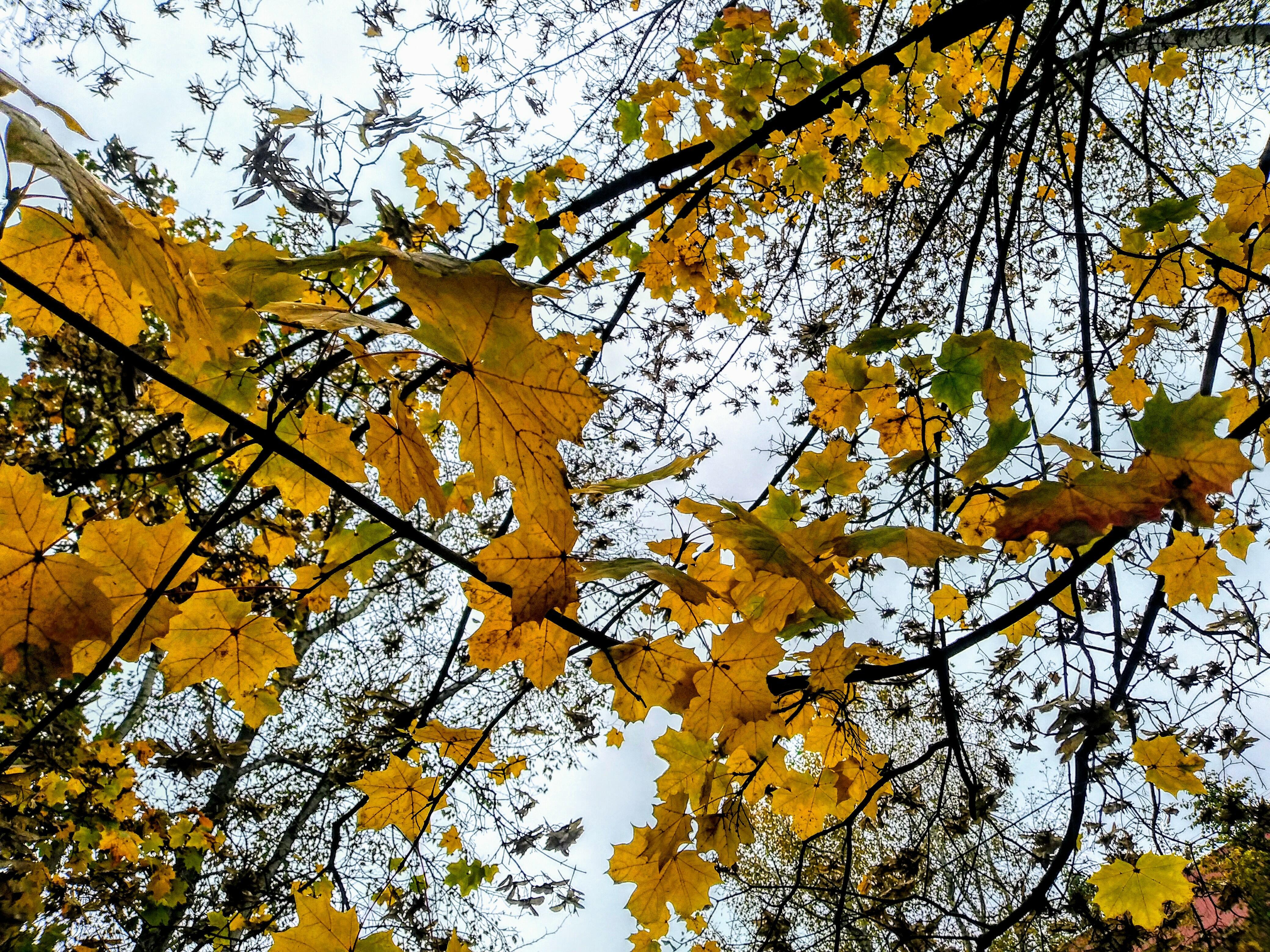 Осенние листья кружатся в воздухе
