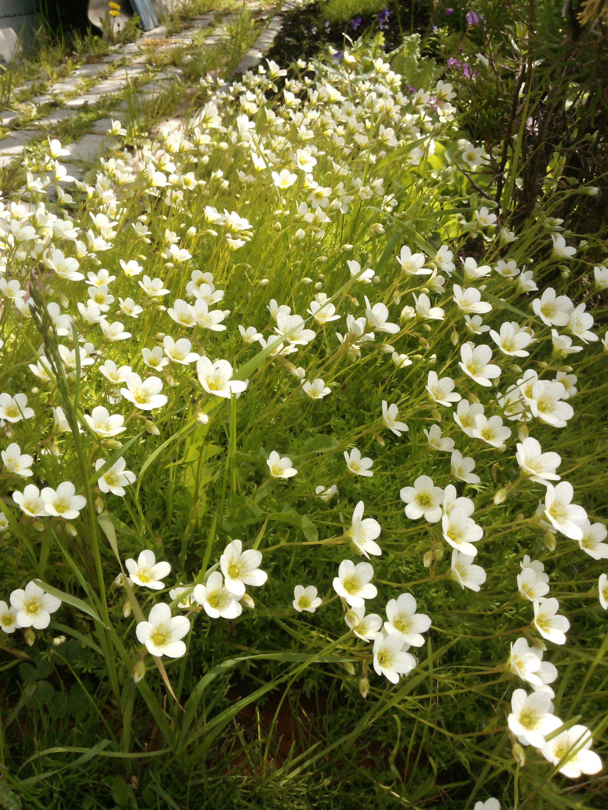 Всё цветёт и пахнет, как весною