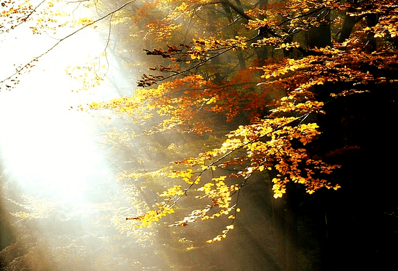 Листьев сон