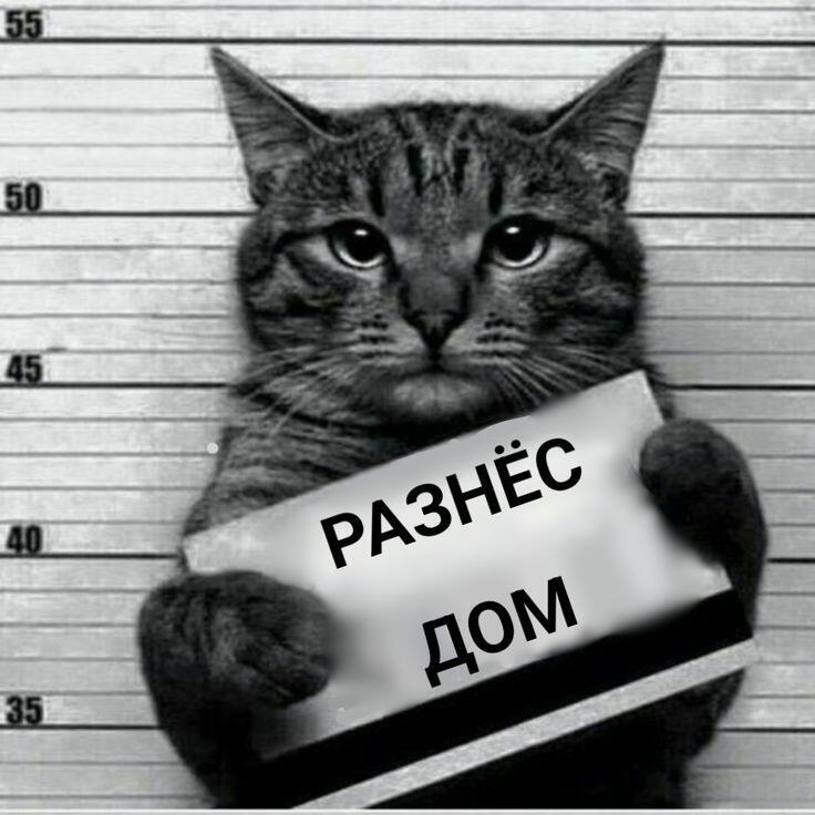 МЫ ПОССОРИЛИСЬ С КОТОМ