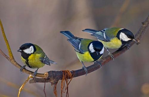 Октябрьские синички