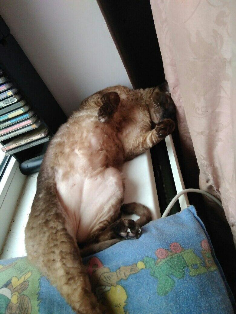 Мы все - коты