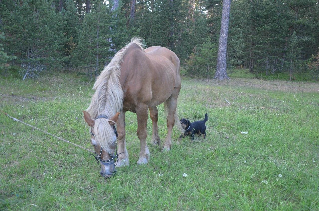 ОТОЙДИ,  ТЕРЬЕР!