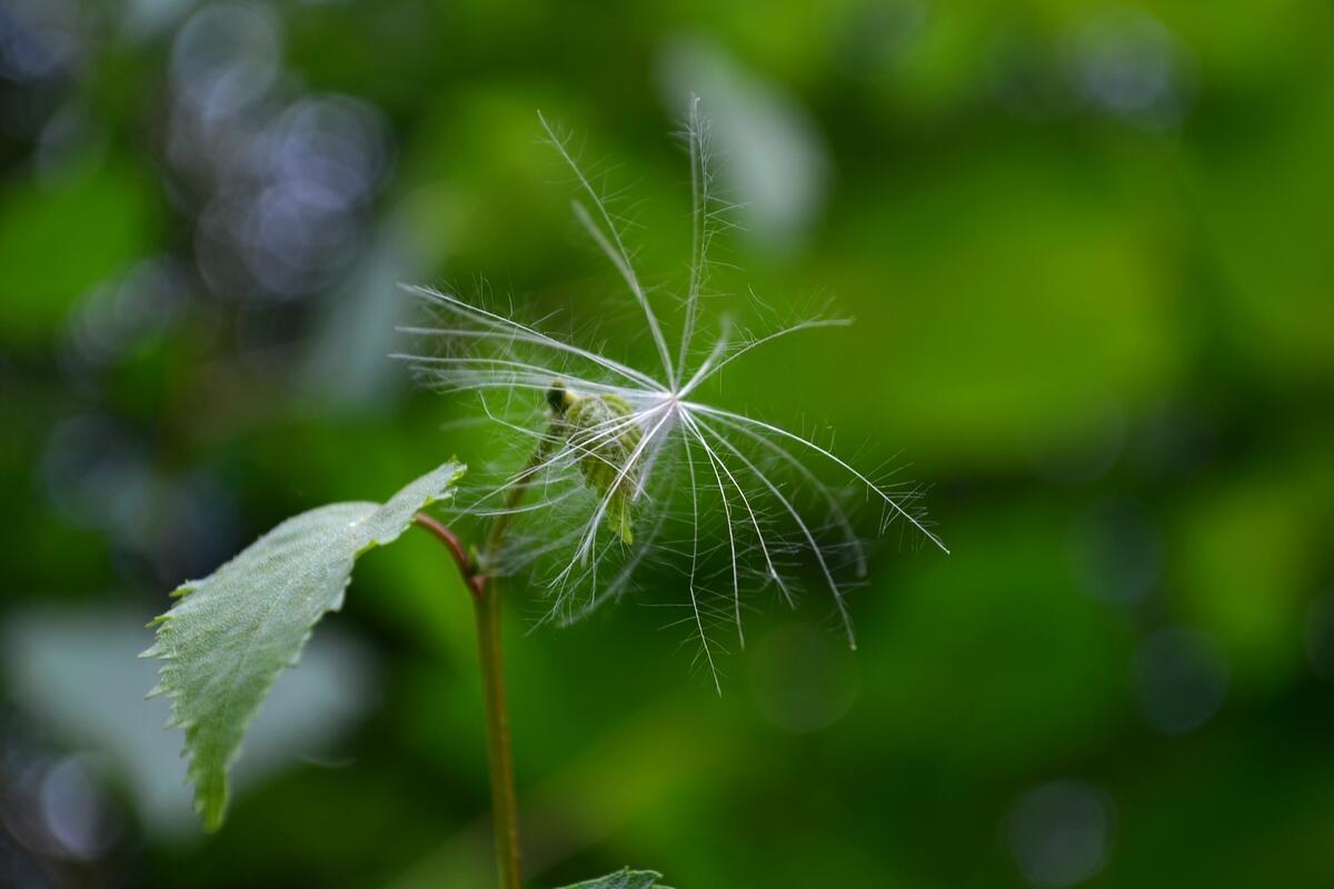 Драгоценность