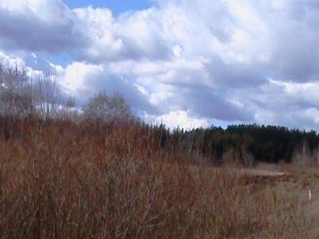 Весенний лес