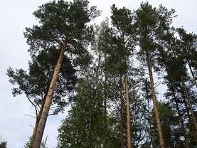 Я живу в сосновй роще...