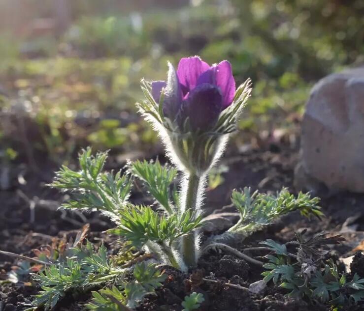 Просыпается цветок