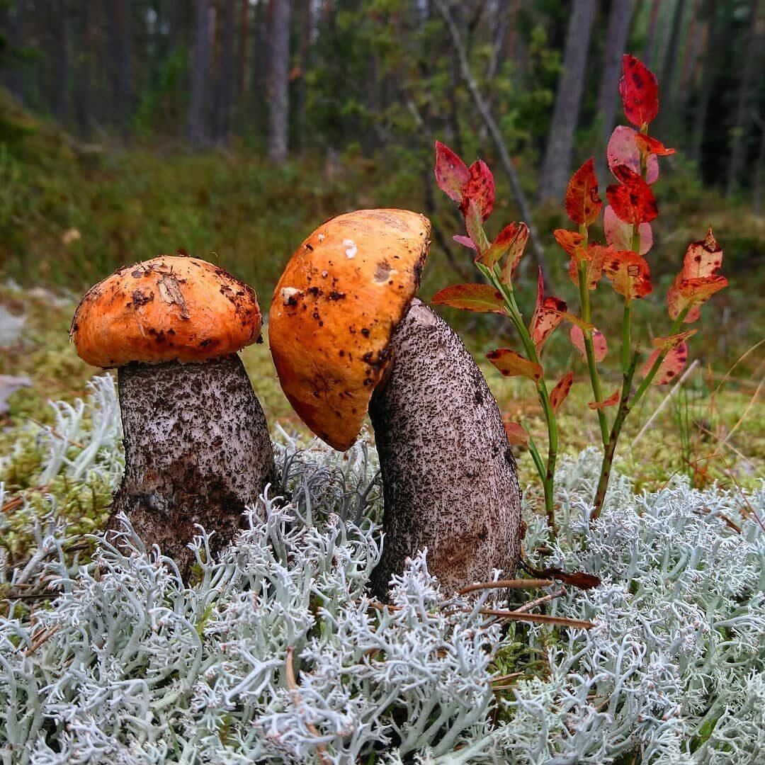 В НЕЙ ЗАСТЫЛА КРОВИНКА