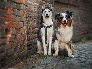 шарик и бобик