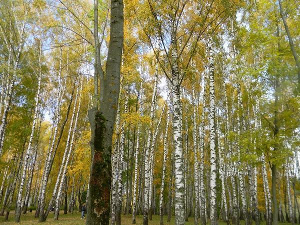 В СВЕТЛЫЙ ПРАЗДНИК ЗЕМНОГО УЧАСТЬЯ...