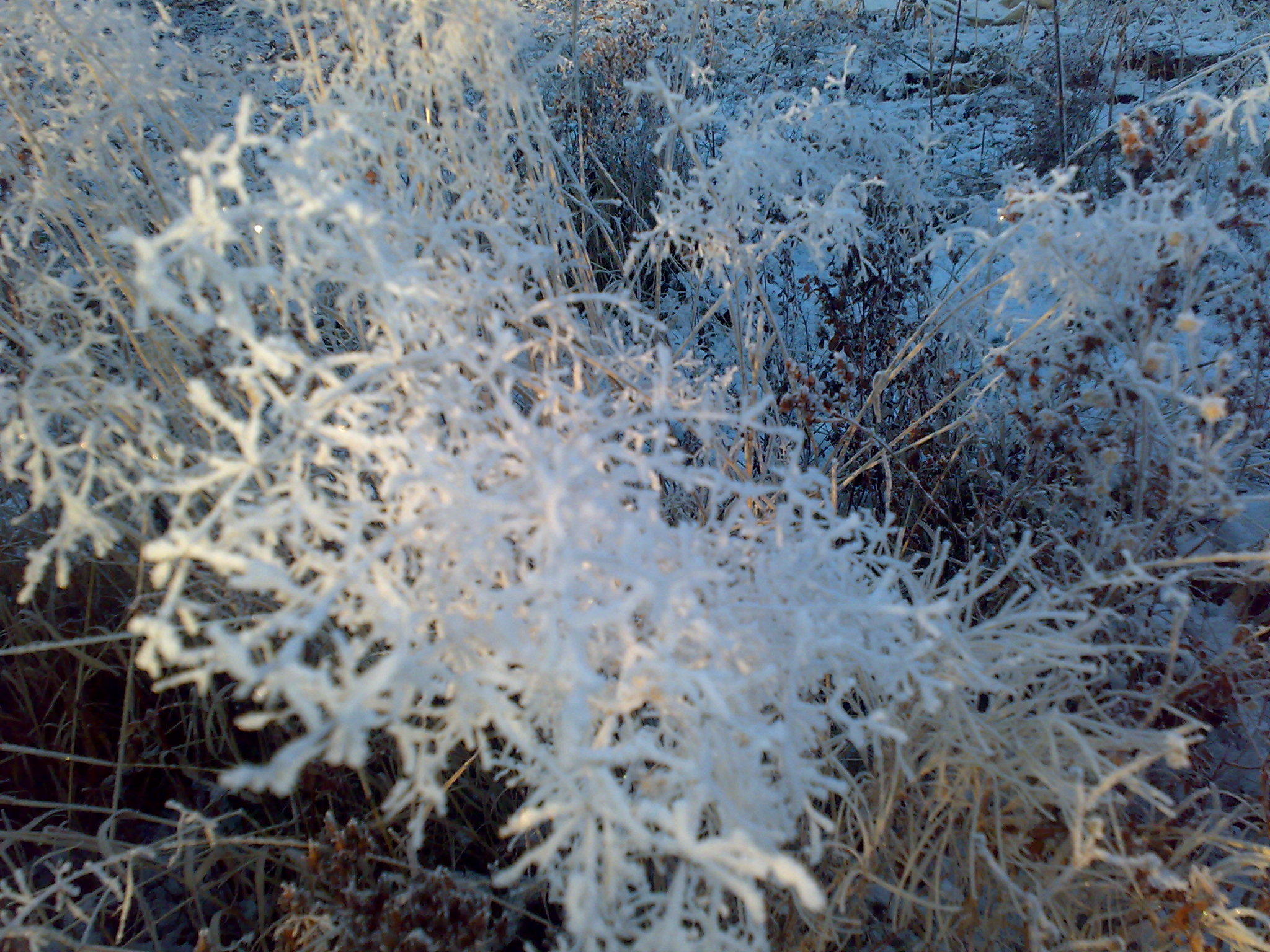 Заморозки...