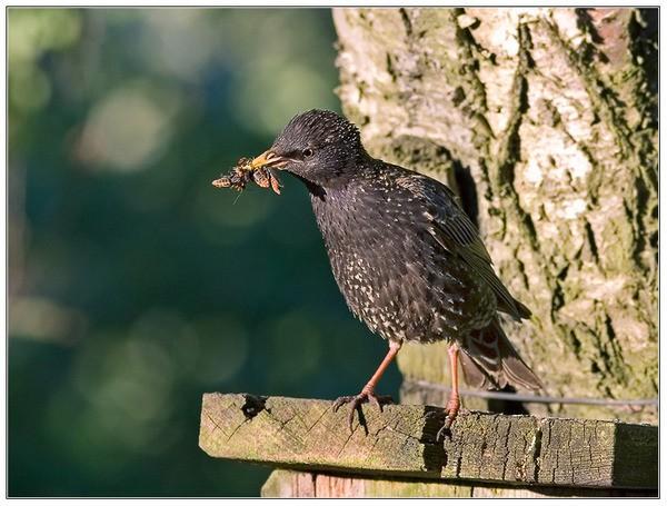 СКВОРУШКА НАМ ВЕСТОЧКУ ПРИНЁС.