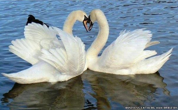 Лебединая верность