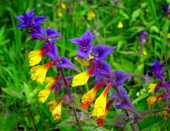 Л-О 9. ИВАН-да-МАРЬЯ