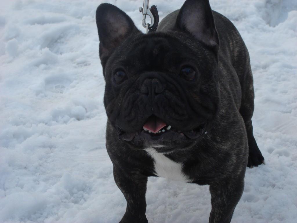 Катанье на санках