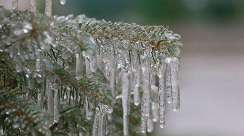 Новогодние ели