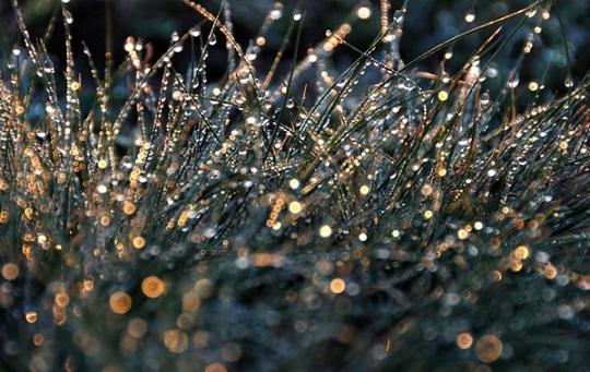 В звёздной росе