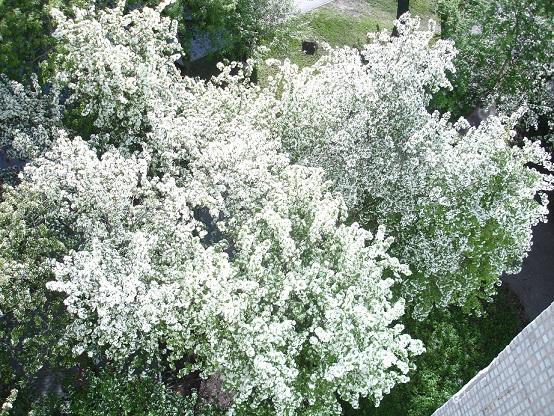 Стихи забытых лет-1