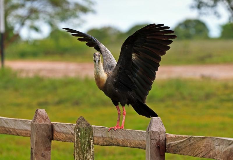 биквадратные уравнения полей чувств