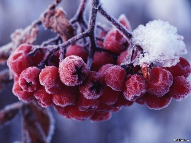 Рябины гроздь в белом снегу
