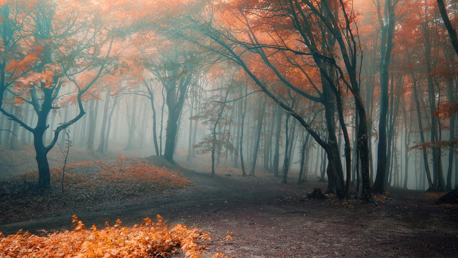 Осень в лесу