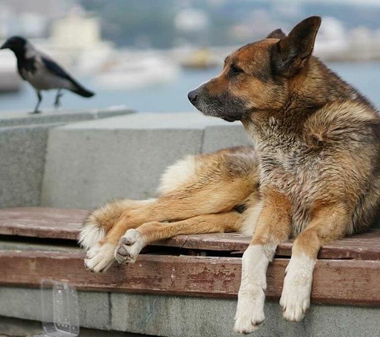 Пёс