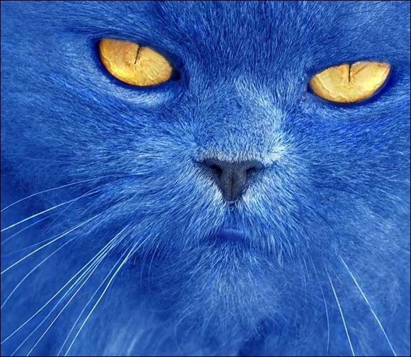 синий кот-сказочник
