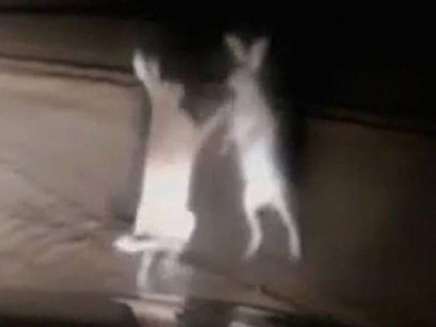 Поединок в темноте