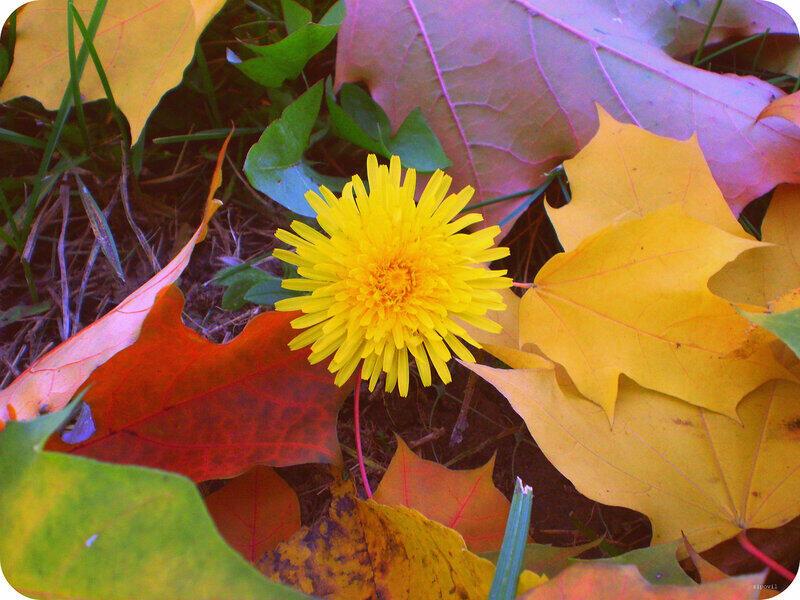 Последний одуванчик