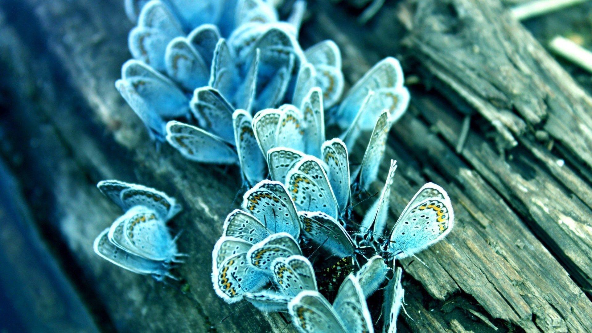 Голубые бабочки.