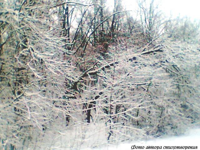 В сугробах зимних снов