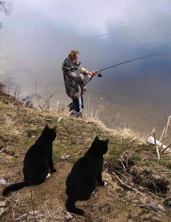 лучше котлета дома чем ждать сома...