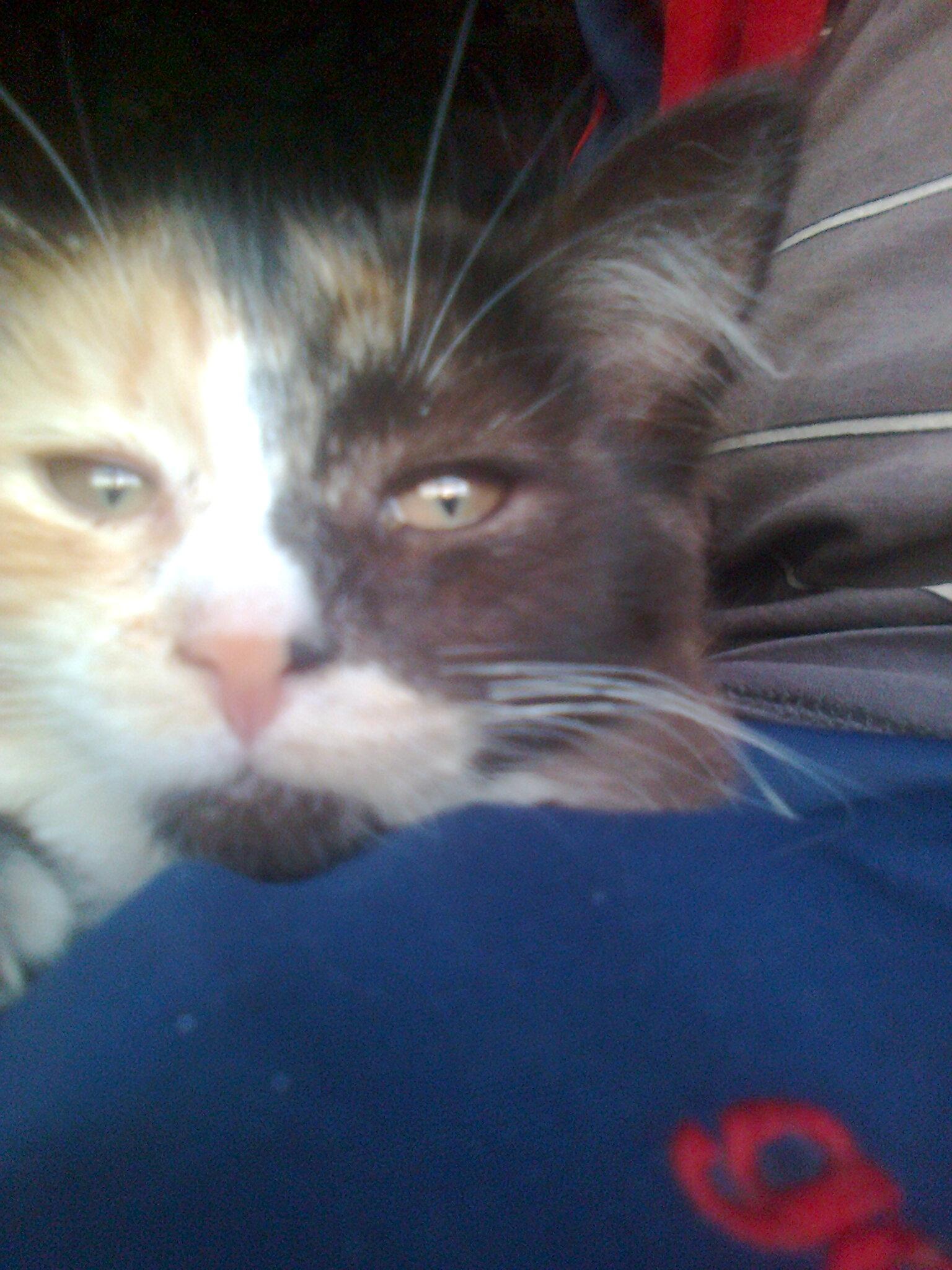 Кошки. это не люди......