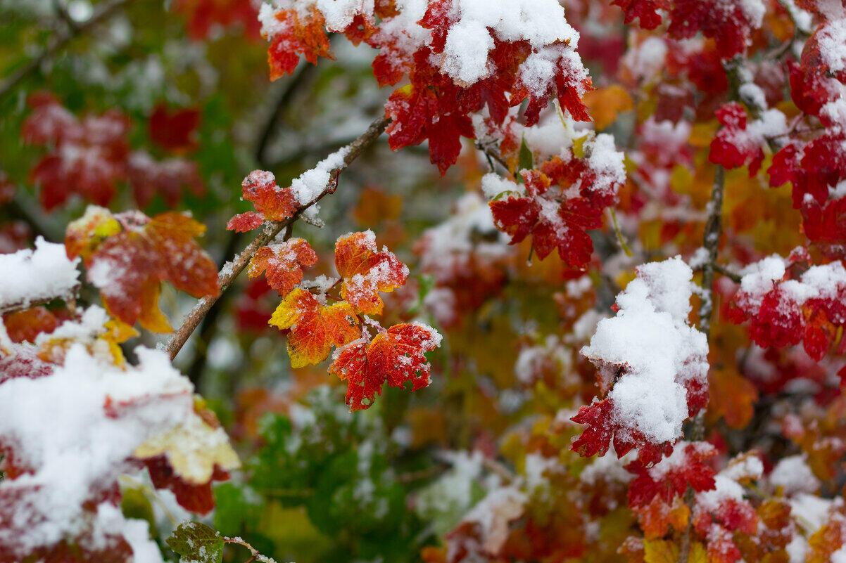 Первый снег