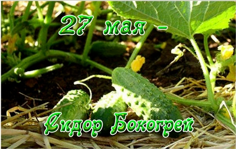 27 МАЯ - Сидор Бокогрей 