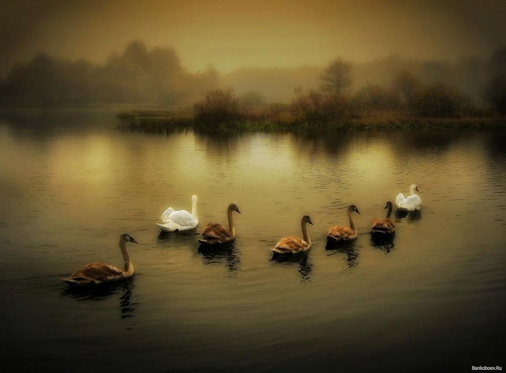 ГЛАЗ ИЩЕТ В ПОДНЕБЕСЬЕ ПРОСИНЬ.