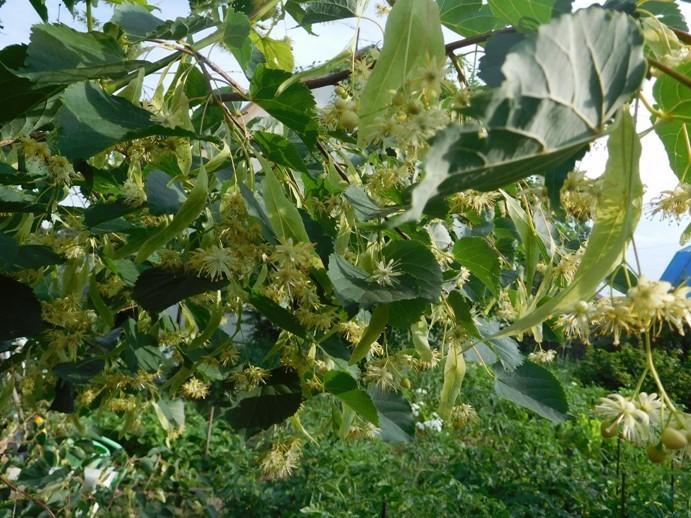 Липа расцветает...