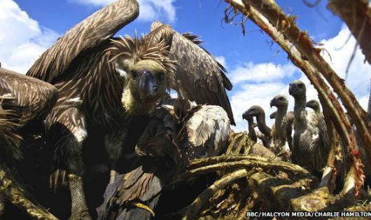 Стервятники