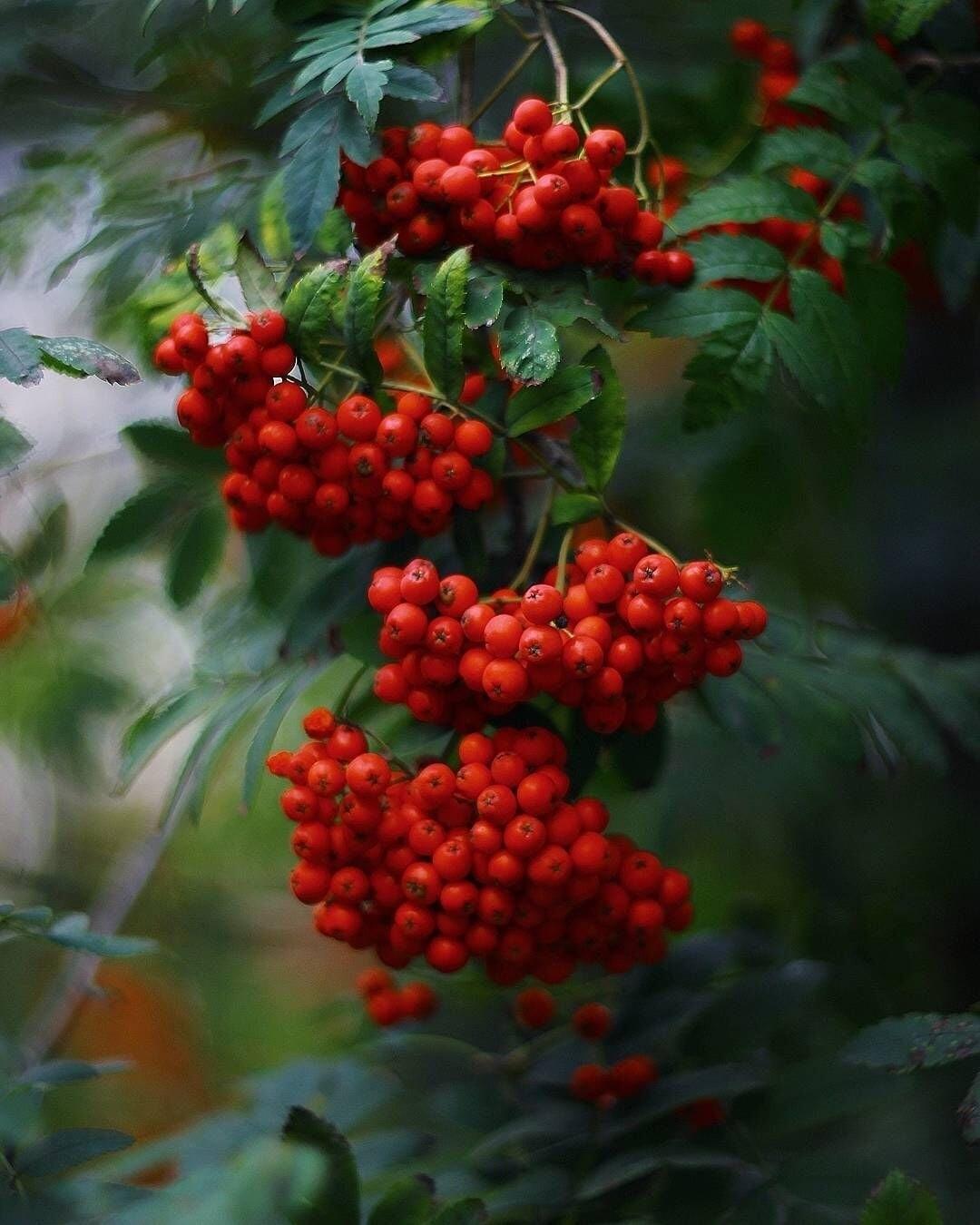 День природных друзей!