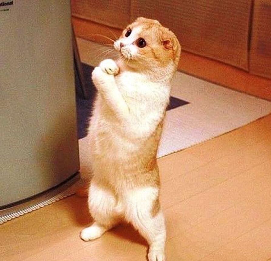 Проходите, но....