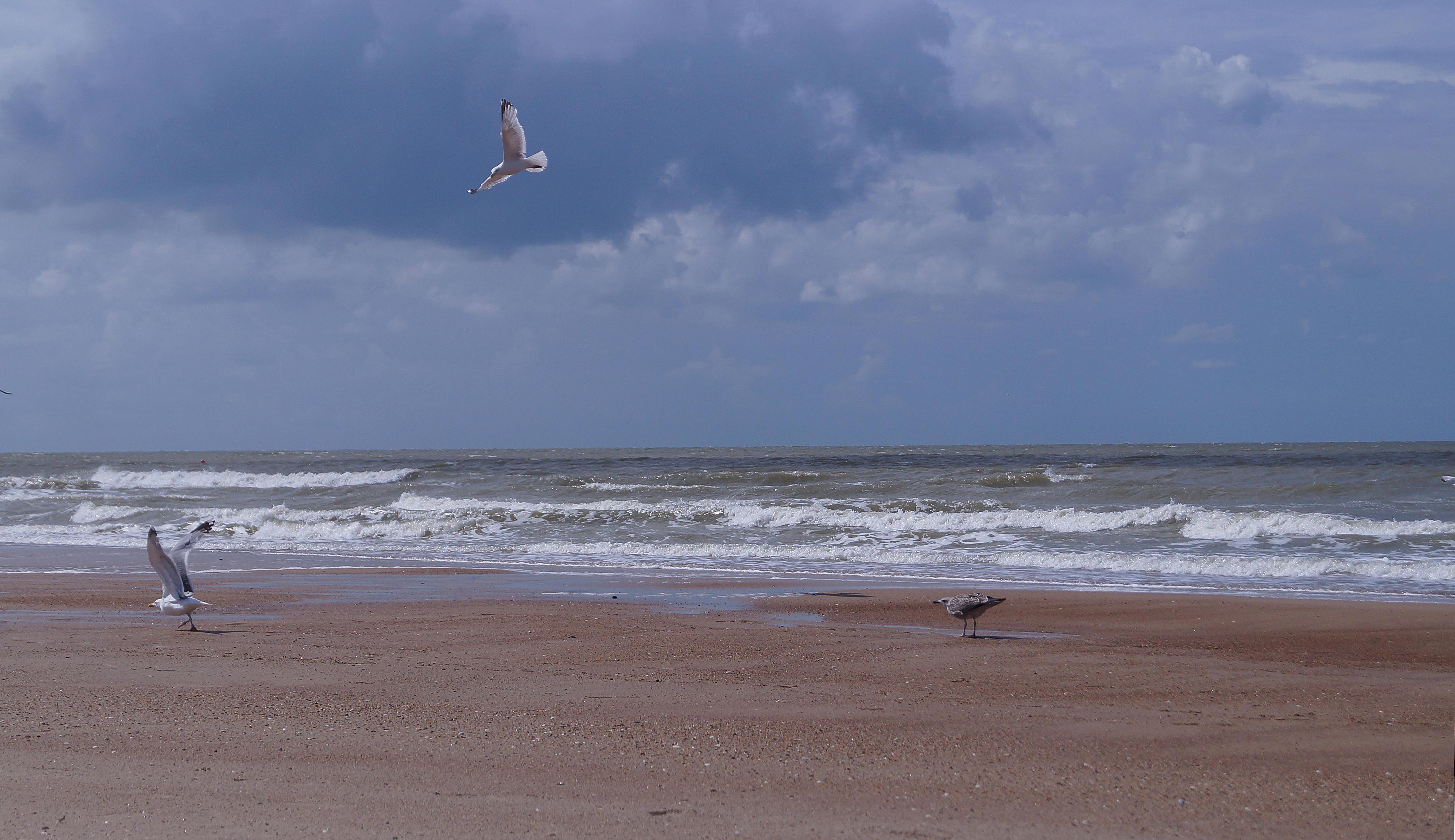 Ла-Манш. Чайки