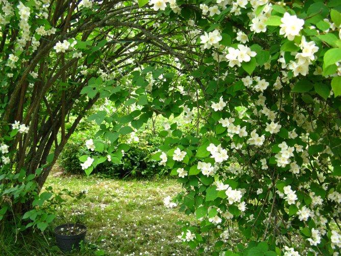 Сей куст.Загадка.