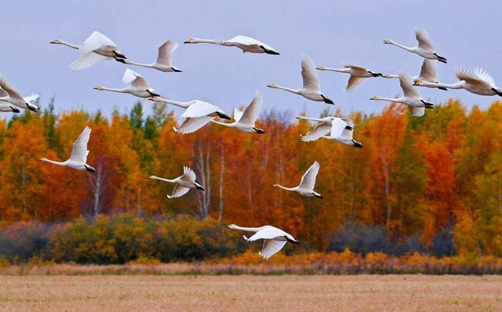 Поля унылы и пусты...