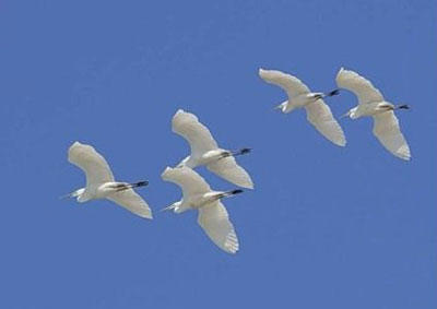 Белые журавли