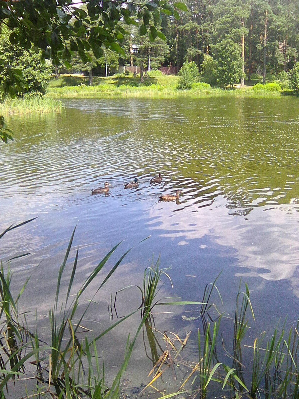 ВОТ И ЛЕТО ПРИШЛО