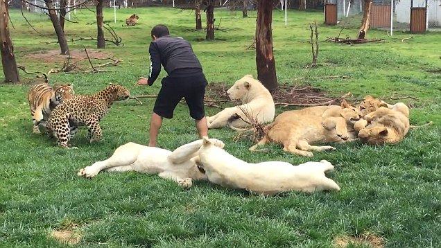 Тигр спас работника зоопарка от леопарда