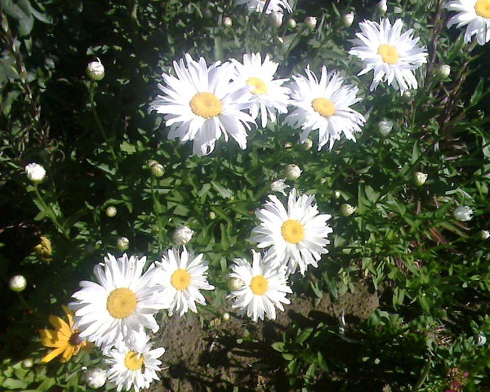 Цветы я маме подарю своей