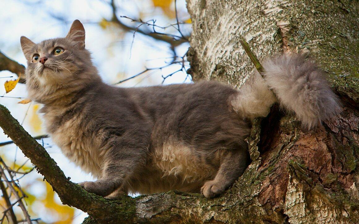 СТИХОТВОРНЫЙ РАССКАЗ: КУСТАРЯ::АФГАНСКИЕ СКВОРЦЫ ЗАТЮКАЛИ КОТА: